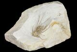 Rare Dicranurus Trilobite - Black Cat Mountain, Oklahoma #144793-2